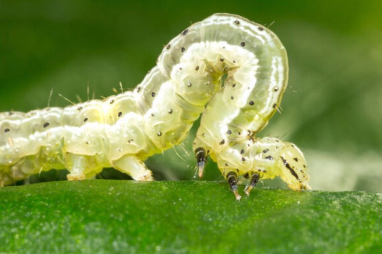 Rupsen bestrijden met nuttige nematoden