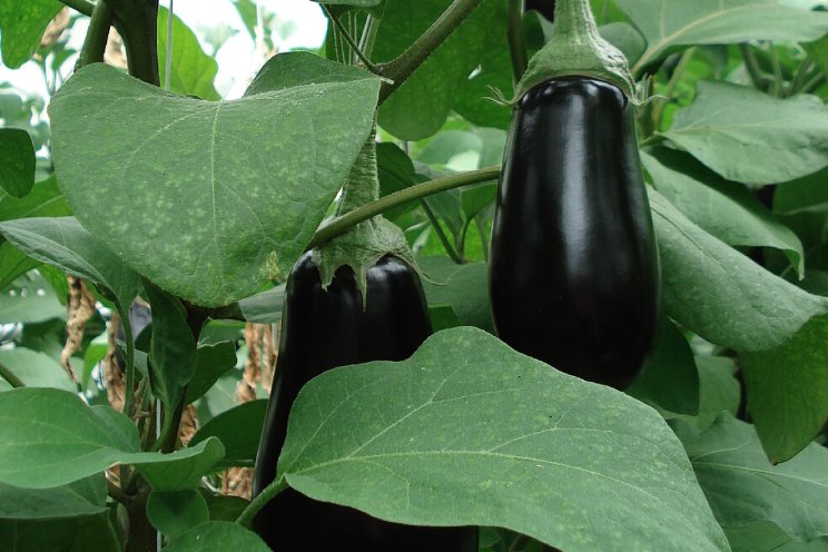 Meer Macrolophus in auberginekas