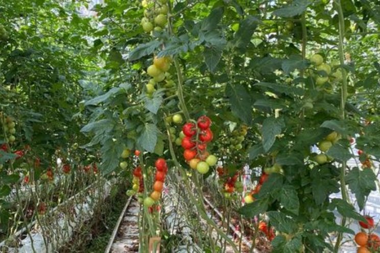 Succesvolle biologische aanpak Turkse Mot