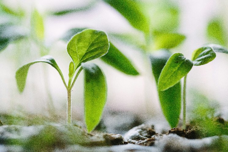 Plant in schaduw krijgt meer licht dan gedacht