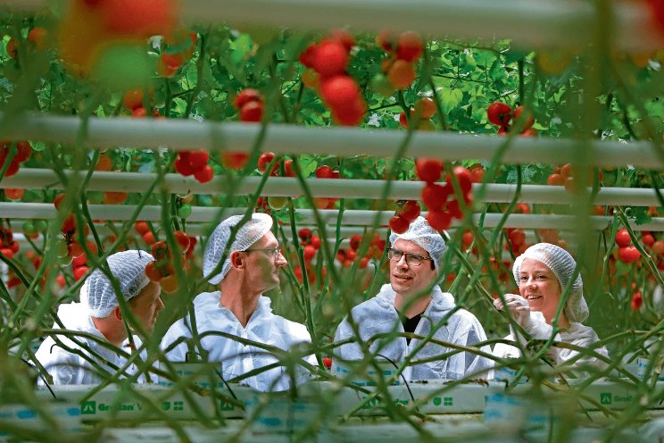 Samen naar efficinte teelt van tomaten