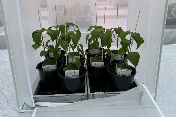 Effectiviteitsproef groene perzikluis in paprika