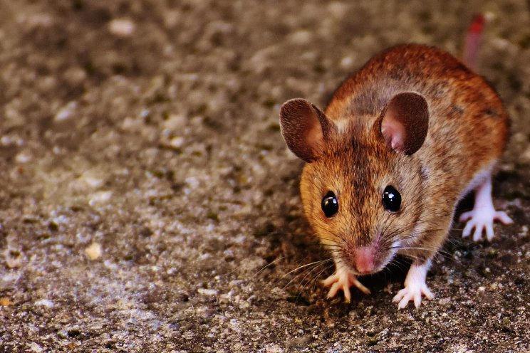 Meer bedrijven gesloten door muizen en ratten