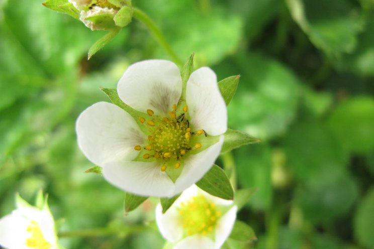 Effectieve bestrijding van trips in aardbeienteelt