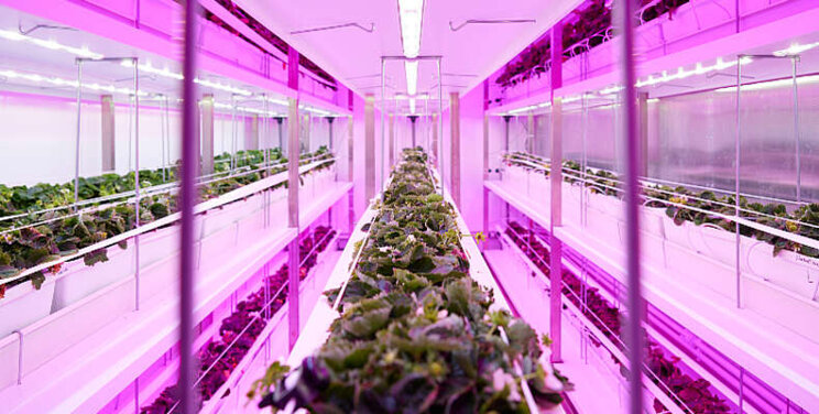 Signify en BASF werken samen aan vertical farming