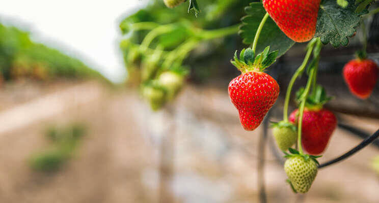 Cruciale bescherming voor aardbeienplanten