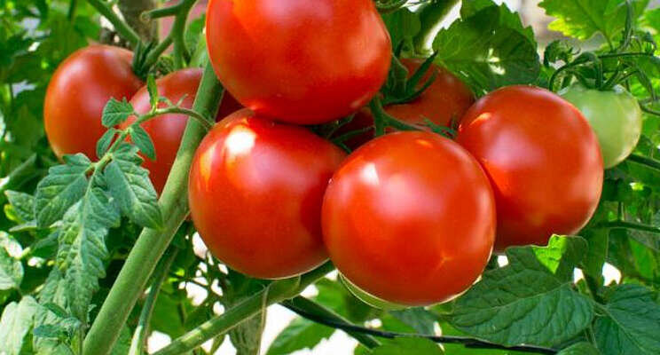 Tijdelijke vrijstelling Verimark voor tomaten