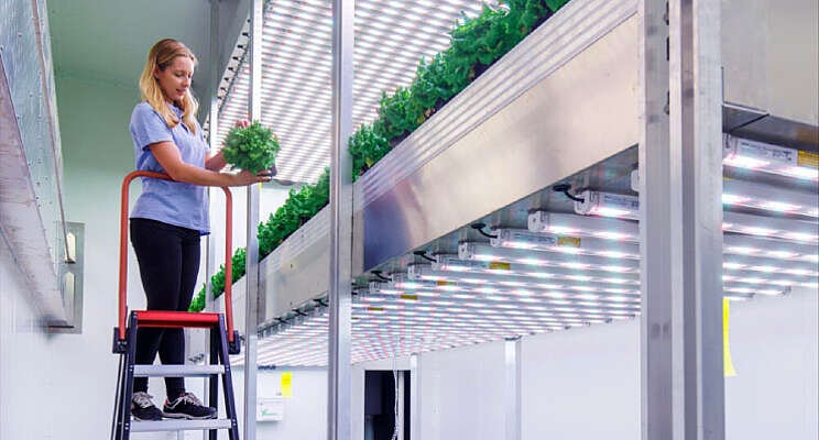 Inholland maakt Database Vertical Farming