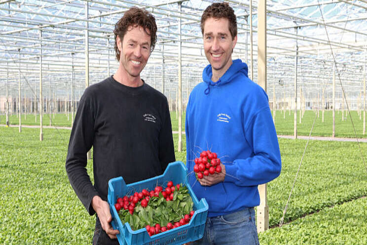 Data helpt Daily Fresh Radish bij teeltplanning