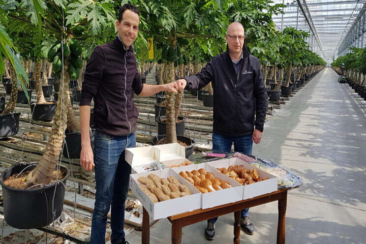 Lunchen in de kas