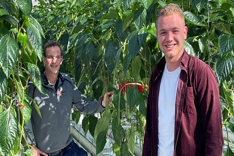 Telers Growers United oogsten eerste paprika's