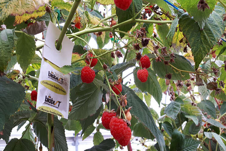 Frambozenplant preventief beschermen tegen spint