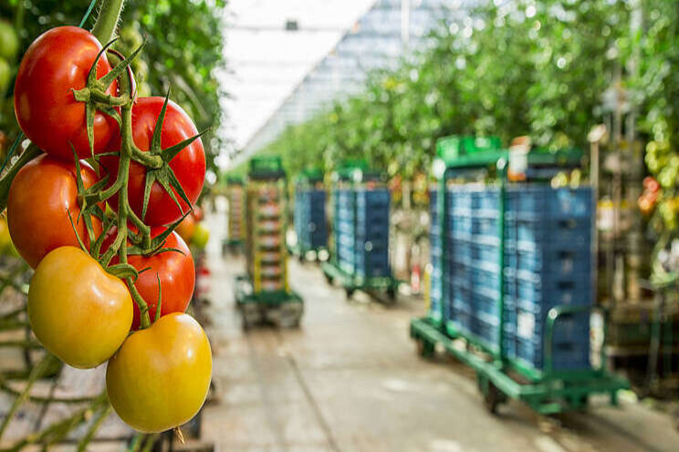 Advies groentetelers voor goede seizoensstart