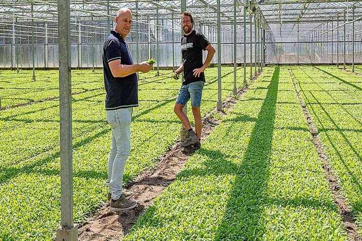 Rucola telen met schoon water