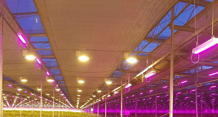 LED in opmars, maar wel in combinatie met HPS