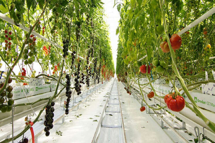 Tomato Vision in gebruik