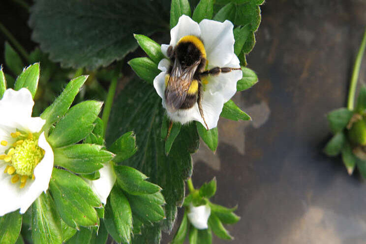 Zo kan hommel optimaal werken in aardbeienteelt